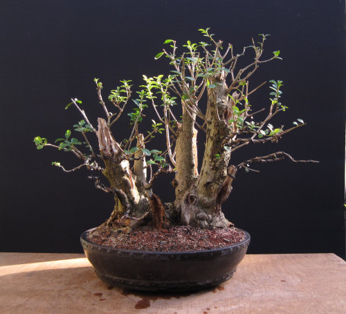 Privet Multi Trunk Bonsai